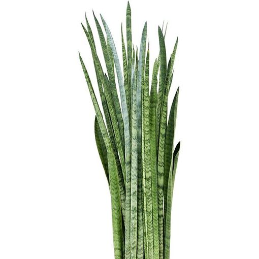 Sansevieria zeylanica 'Narrow'