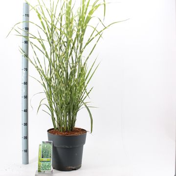 Miscanthus sinensis 'Стриктус'