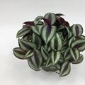 Tradescantia zebrina 'Pink Joy'