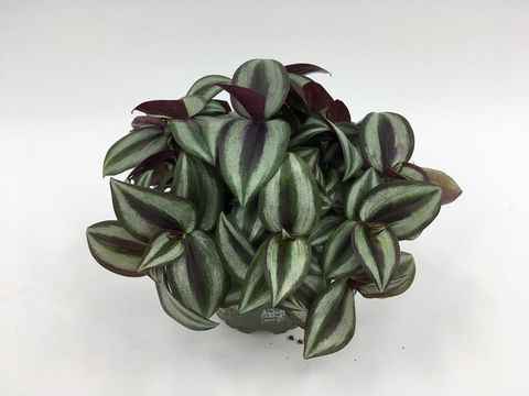 Tradescantia zebrina 'Pink Joy'