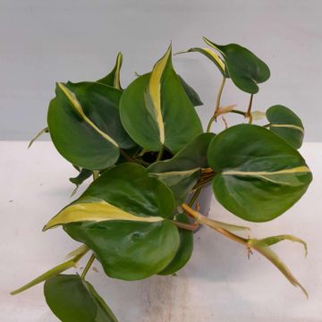 Philodendron 'Silver Stripe'