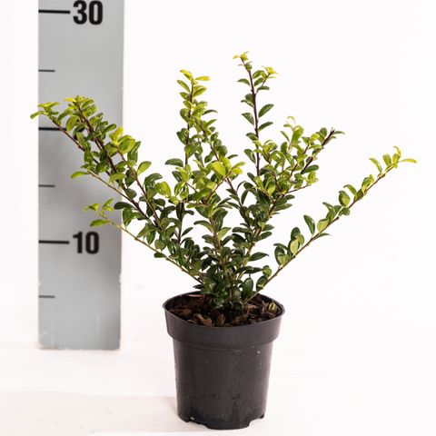 Ilex crenata 'Convexa' — Рослини оптом FlorAccess