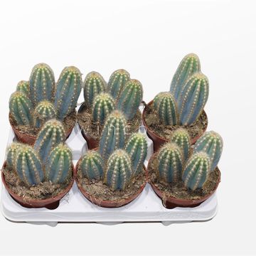 Pilosocereus azureus