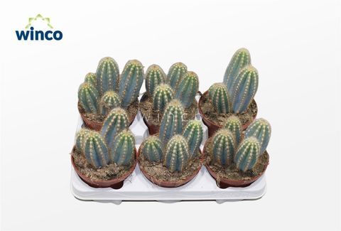 Pilosocereus azureus