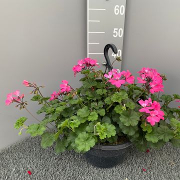 Pelargonium CALLIOPE MIX