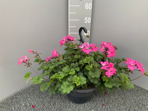 Pelargonium CALLIOPE MIX