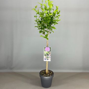 Hibiscus syriacus LAVENDER CHIFFON