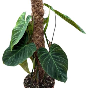 Philodendron 'Splendid'