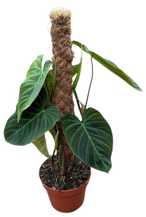 Philodendron 'Splendid'