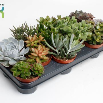 Сукуленти MIX