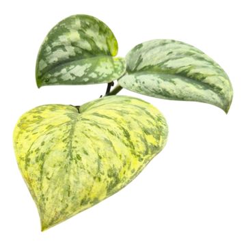 Scindapsus ''Hologram'