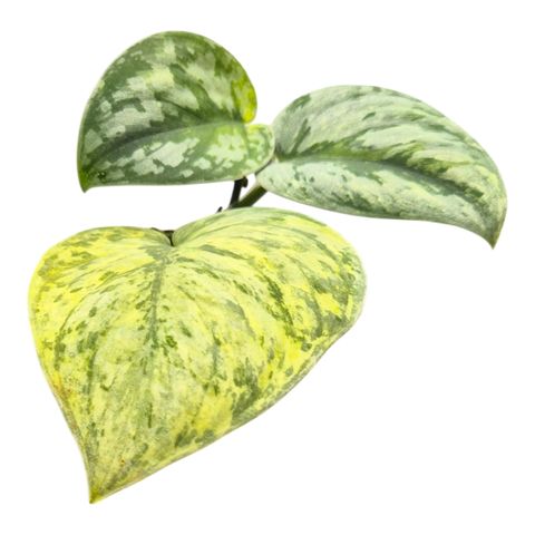 Scindapsus ''Hologram'