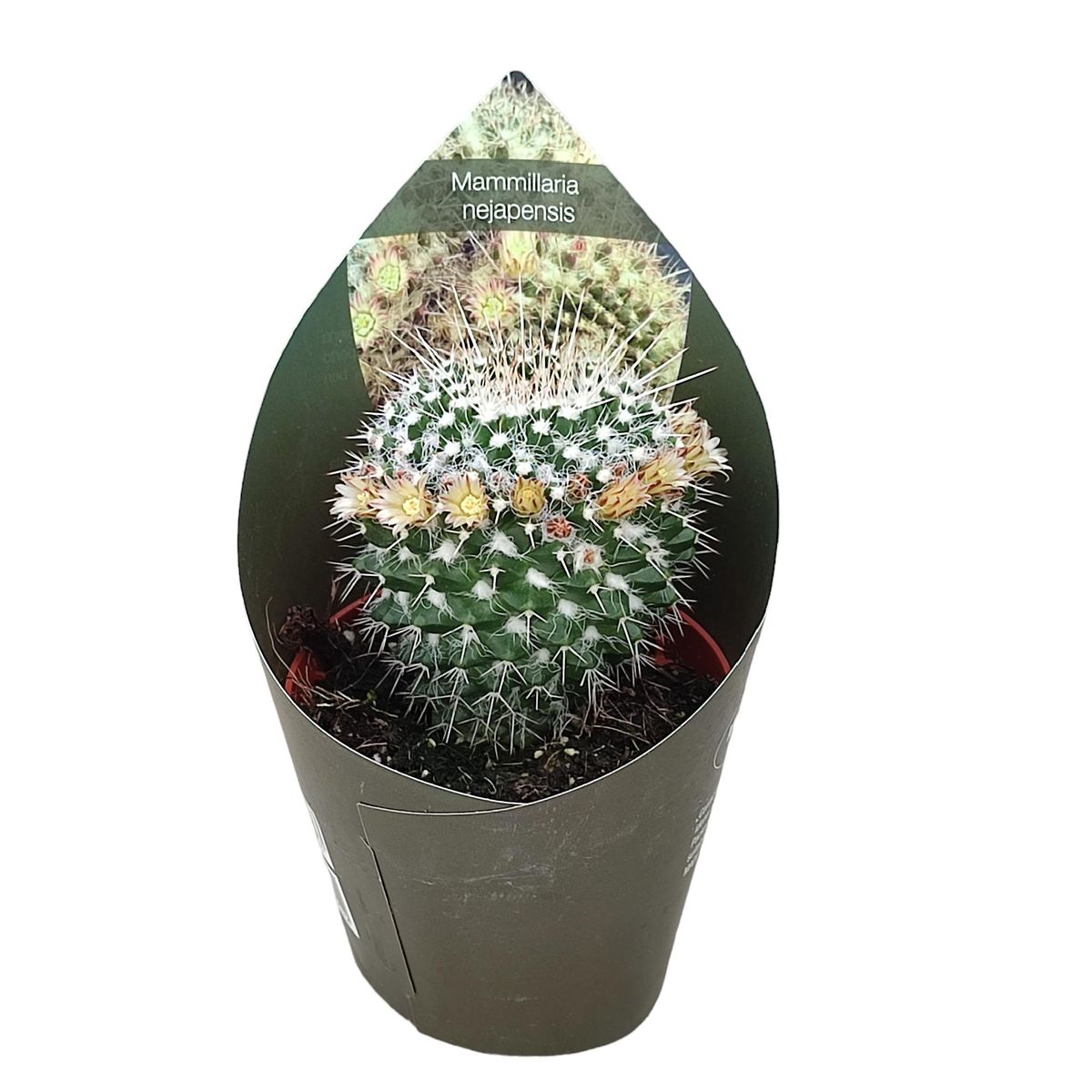 Mammillaria karwinskiana nejapensis — Plant Wholesale FlorAccess