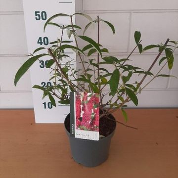 Buddleja davidii 'Royal Red'