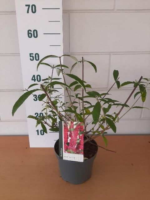 Buddleja davidii 'Royal Red'