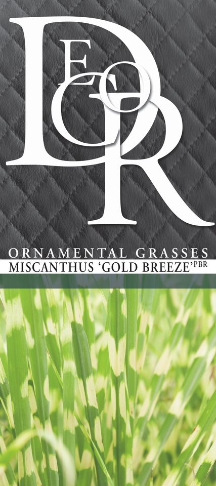 Miscanthus sinensis 'Gold Breeze'