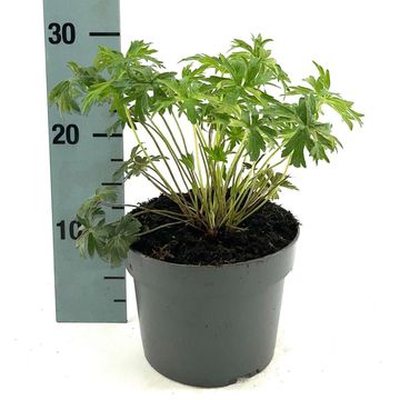 Geranium 'Brookside'