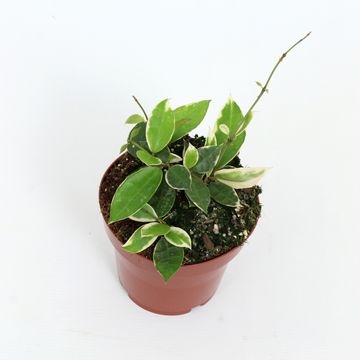 Hoya lacunosa 'Asami'