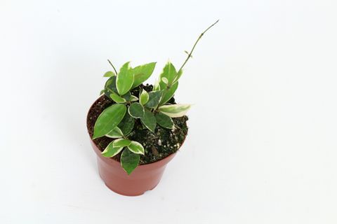 Hoya lacunosa 'Asami'