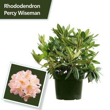 Rhododendron 'Перси Вайсман'