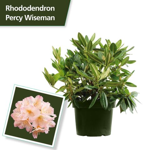 Rhododendron 'Перси Вайсман' (Y)