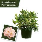 Rhododendron 'Перси Вайсман' (Y)