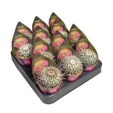 Mammillaria karwinskiana nejapensis