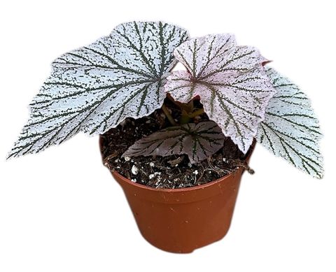 Begonia MIX