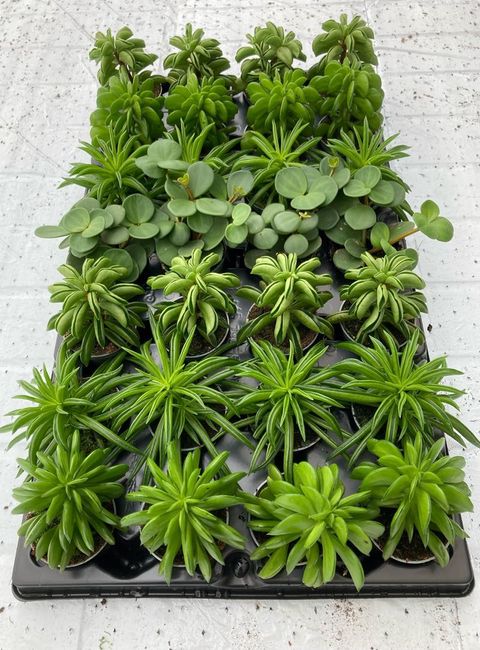 10 Cups Custom Soil Mix For Cactus & Spined Succulents - Fast Draining, US Made 11 thumbnail image