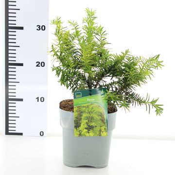 Taxus baccata 'Саммерголд'