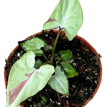 Syngonium 'Strawberry Milk'