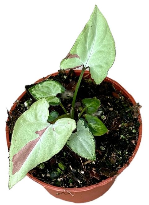 Syngonium 'Strawberry Milk'