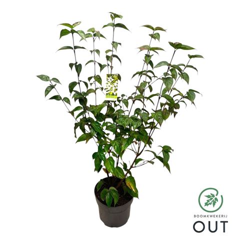 Cornus kousa 'Milky Way'