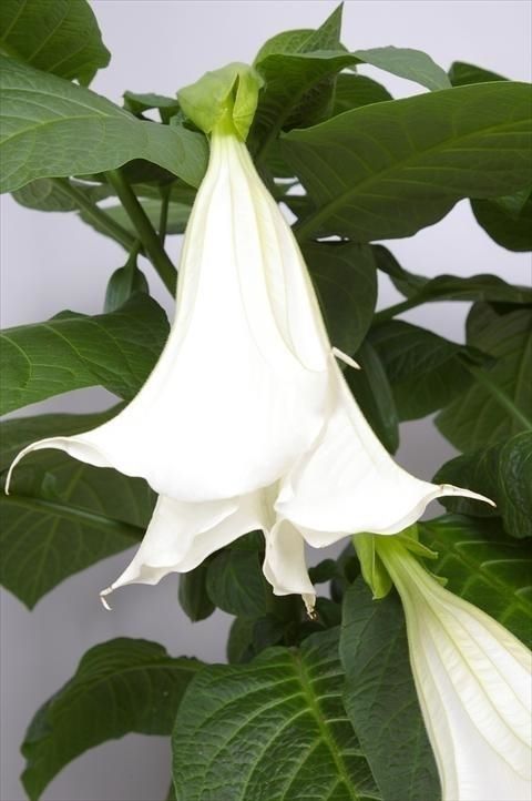 Brugmansia BUSH WHITE