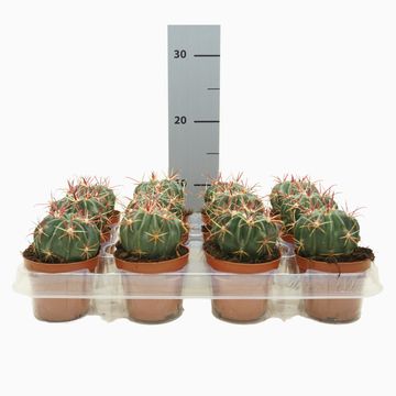 Ferocactus latispinus