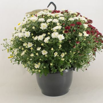 Chrysanthemum SKYFALL MIX IN POT