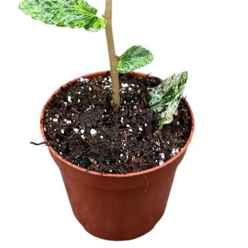 Pellionia repens 'Variegata'