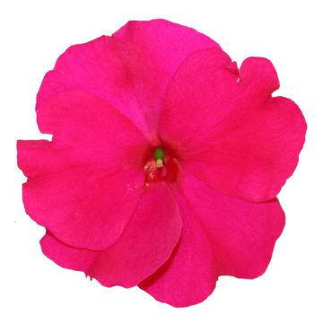 Impatiens COLORPOWER PURPLE BLUE