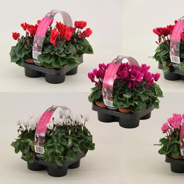 Cyclamen SUPER SERIE VERANO MIX