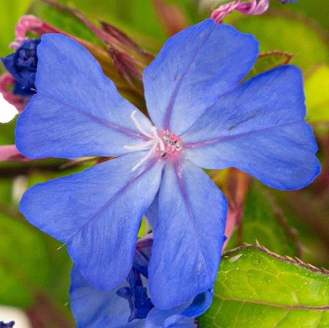 Ceratostigma willmottianum