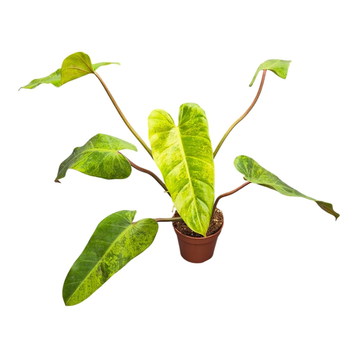 Filodendro 'Whipple Way Marble' — Atacado de Plantas FlorAccess