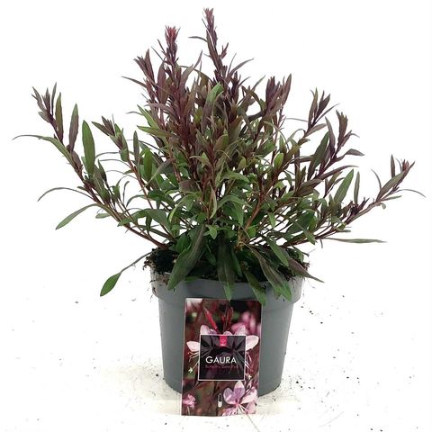 Gaura lindheimeri BABY BUTTERFLY DARK PINK
