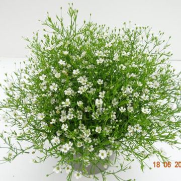 Gypsophila muralis FLEUR WHITE