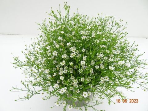 Gypsophila muralis FLEUR WHITE