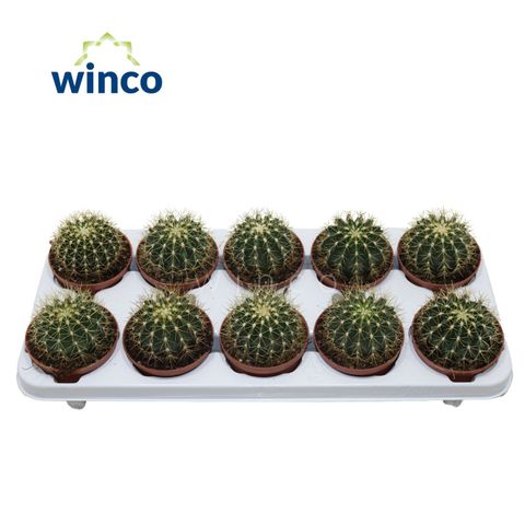 Ferocactus schwarzii