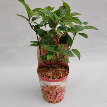 Hydrangea paniculata 'Pink Diamond'