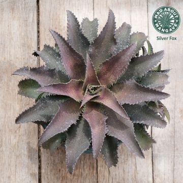 x Mangave 'Silver Fox'