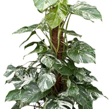 Monstera deliciosa 'Variegata'