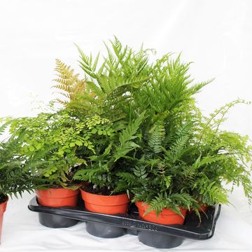 Ferns MIX