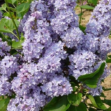 Syringa vulgaris 'Président Grévy'